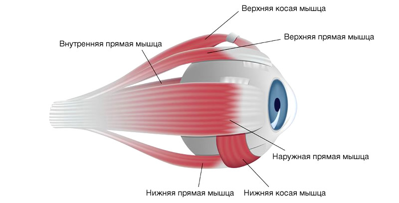 глазные мышцы